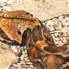 It has the largest fangs that outsize all others
