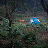 Kolli Hills, Tamil Nadu
