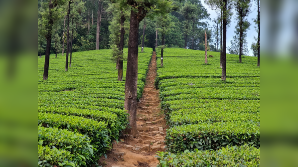 Valparai, Tamil Nadu