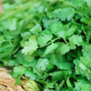Coriander