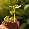 Plants grow faster when they listen to music
