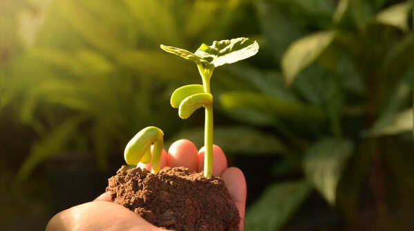 Plants grow faster when they listen to music