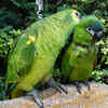 Parrots give each other unique names
