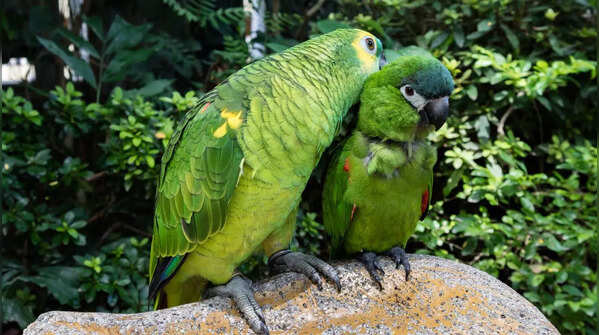 Parrots give each other unique names