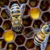 Bees dance to communicate directions