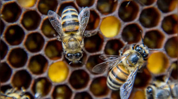 Bees dance to communicate directions