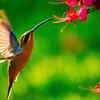 Hummingbirds remember every flower they visit