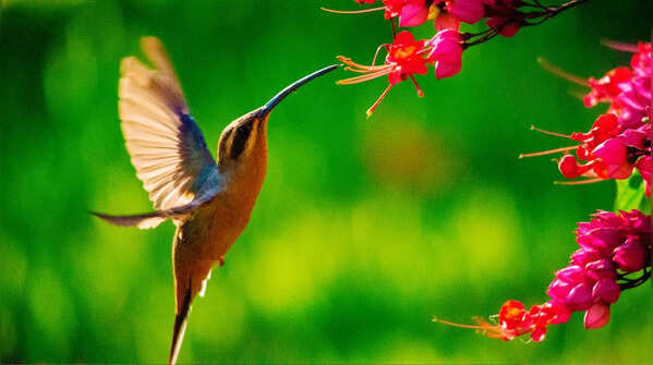 Hummingbirds remember every flower they visit