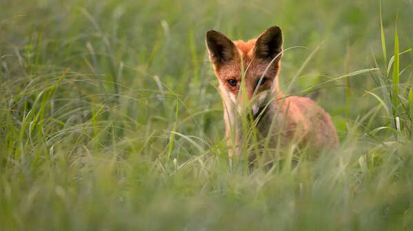 Foxes use the Earth’s magnetic field to hunt