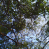 Turahalli Forest