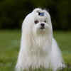 Maltese