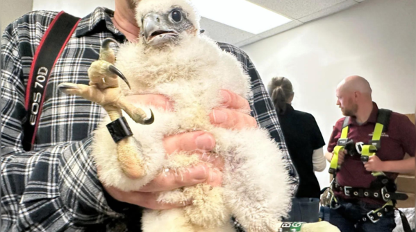 Bird Flu: A new threat