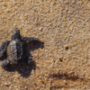 Rushikulya Beach, Odisha