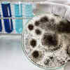 What is Aspergillus