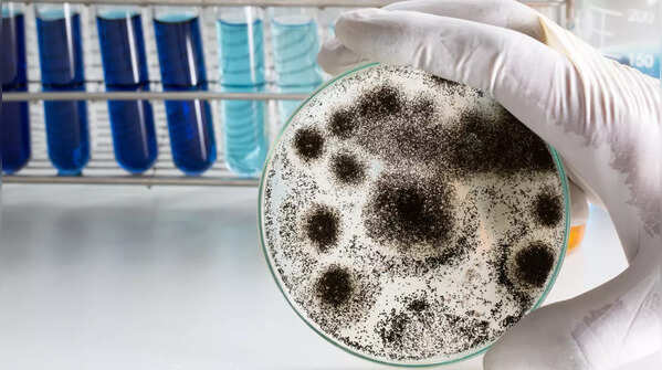 What is Aspergillus