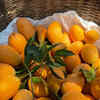 Why soak mangoes?