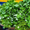 Fenugreek