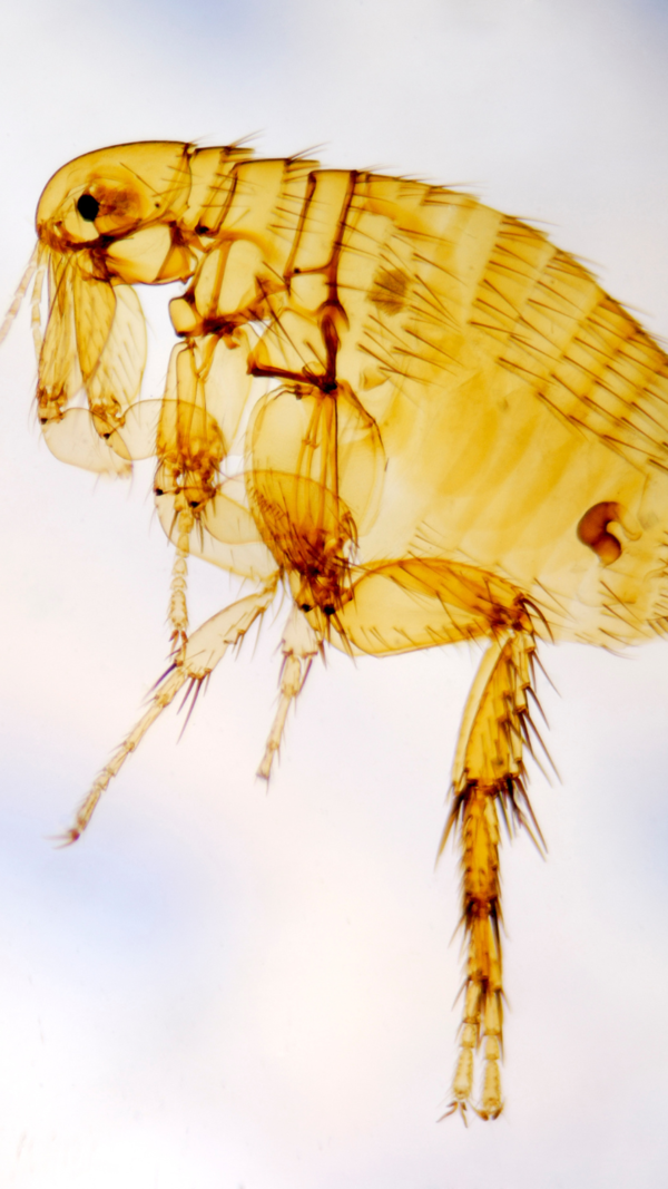 Flea Pictures