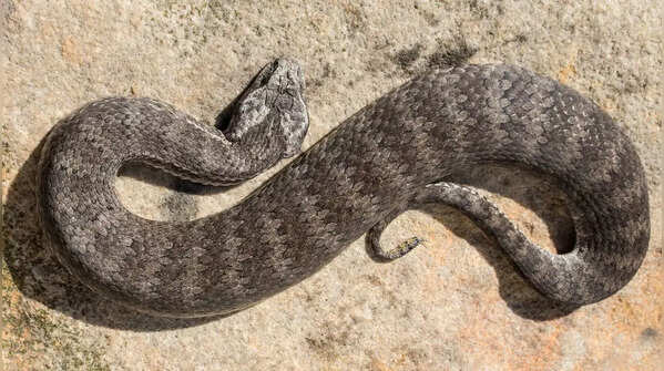 5 animals that fake their own deaths to survive in the wild