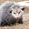 Opossums