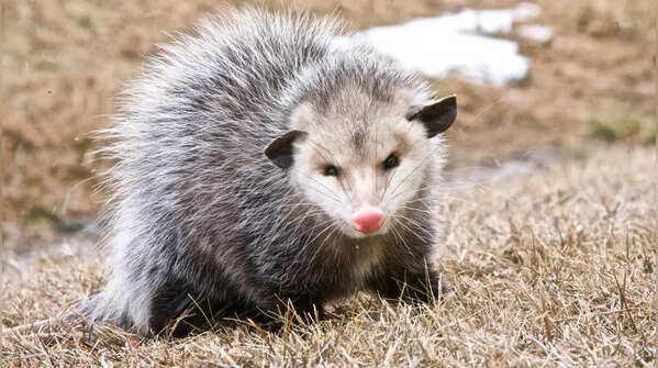 Opossums