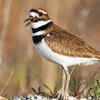Killdeer Birds