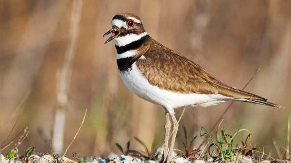 Killdeer Birds