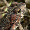 Hognose Frogs