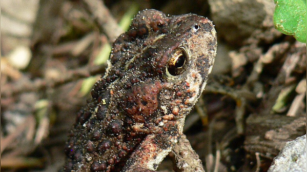 Hognose Frogs