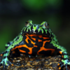 Fire-Bellied Toads