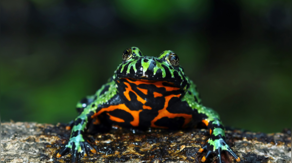 Fire-Bellied Toads