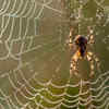 Spiders