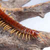 Centipedes