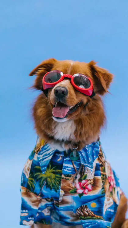 10 cute male dog names inspired by popular TV shows