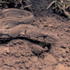 Trinket snake