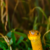 Indian rat snake