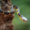 Cat snake