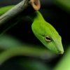 Green vine snake