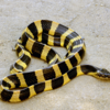 Banded Krait