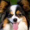 Papillon