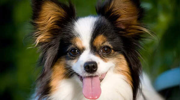 Papillon