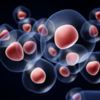 Increases cellular repair and autophagy