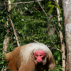 Article image for: Animals from the <i class="tbold">amazon jungle</i>s