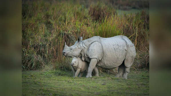 Kaziranga National Park (Assam)