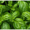 Basil