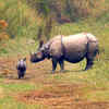 Jaldapara National Park, West Bengal