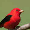 Scarlet Tanager