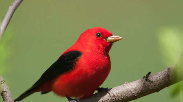 Scarlet Tanager