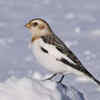 Snow Bunting