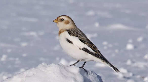 Snow Bunting